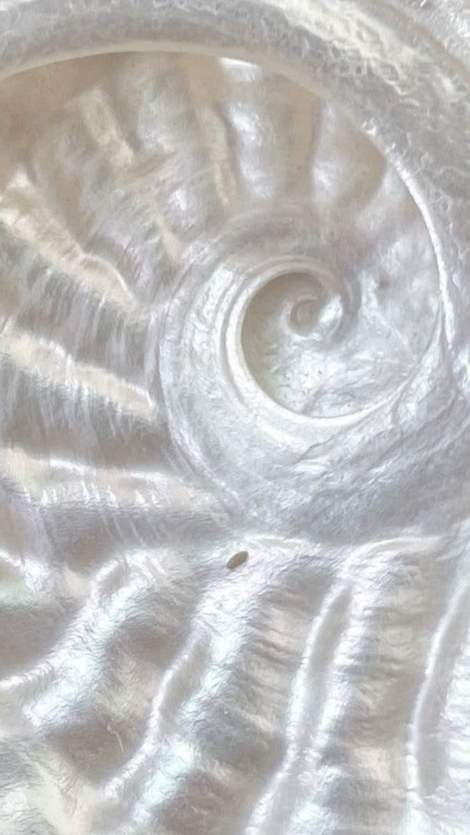 Detalle macro de una caracola de nácar en espiral